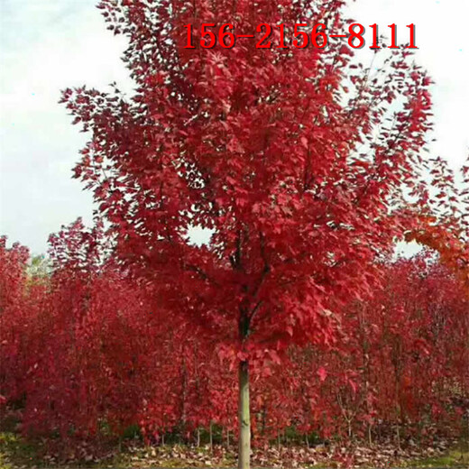 6米丛生红枫10-15公分美国红枫