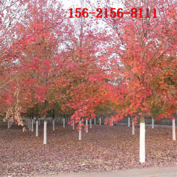 红点红枫10公分15公分18公分美国红枫树