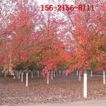 10-11-12公分叢生美國(guó)紅楓15公分美國(guó)紅楓樹(shù)