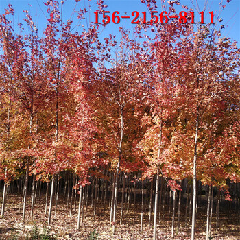 5公分美國紅楓紅冠紅點(diǎn)紅楓8-10公分叢生紅楓