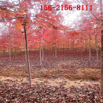 红点红枫-5米6米美国红枫10公分红点红枫