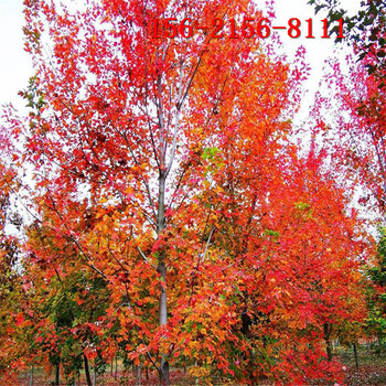 6米叢生紅楓10-18公分美國紅楓