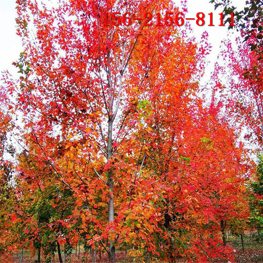 6米丛生红枫10-18公分美国红枫
