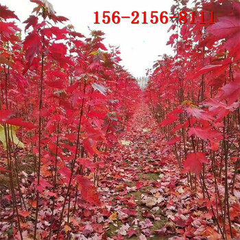 耐寒耐凍8公分10公分叢生紅點紅楓