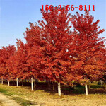 8公分红冠红枫,10-15-18-20公分美国红枫