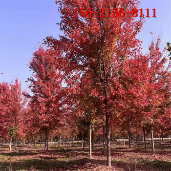 美國紅楓批發(fā)、4米5米6米7米8米叢生紅點(diǎn)紅楓