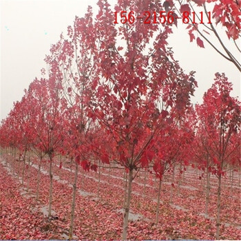 美國紅楓批發(fā)、4米5米6米7米8米叢生紅點(diǎn)紅楓
