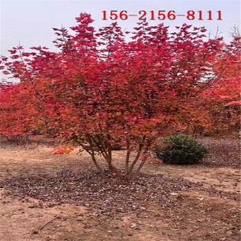 美國(guó)紅楓高度3米4米秋火焰5米6米叢生美國(guó)紅楓