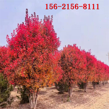美國(guó)紅楓批發(fā)、4米5米6米7米8米叢生紅點(diǎn)紅楓