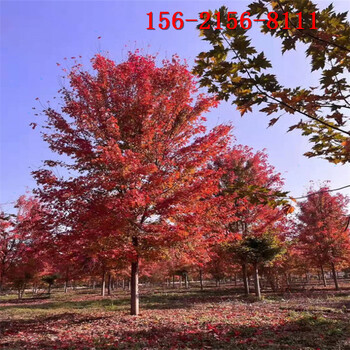 高度4米-5米丛生美国红枫10公分11公分红点红枫
