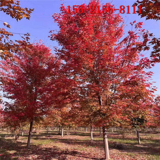 4米5米丛生美国红枫树6公分红点红枫