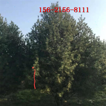 1.5米2米白皮松货2.5米白皮松树