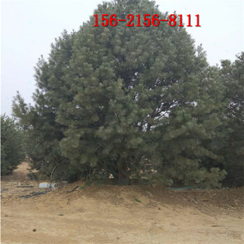 現(xiàn)挖現(xiàn)賣1米-1.5米-2米-2.5米白皮松3米白皮松