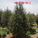 白皮松规格1米2米3米4米5米6米白皮松树形优美