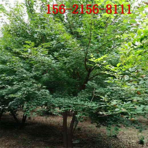 五角枫树11、12、13、14、15公分五角枫