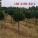 60公分卫矛球四季常绿灌木1.5米、2米高杆卫矛球