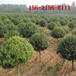 卫矛球四季常绿灌木1.5米、2米高杆卫矛球