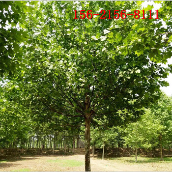 10公分法桐树指树挖树,高成活20公分、25公分法桐树