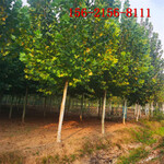 全冠法桐树适应性强10-15-18-20公分速生法桐树