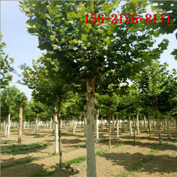 法桐樹(shù) 帶土球發(fā)貨 8公分 10公分法桐-16公分法桐樹(shù)