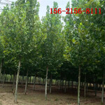 法桐树带土发货5-10-15-18-20公分法桐树