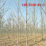 法桐绿化工程树11-15-16公分法桐20公分速生法桐树