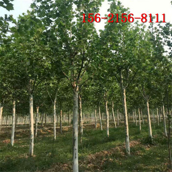 法桐树培育及养护管理8公分10公分15公分速生法桐