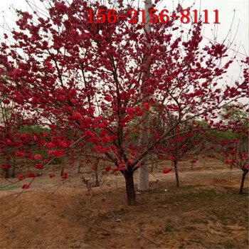 6公分/8公分青葉碧桃_10公分紅葉碧桃
