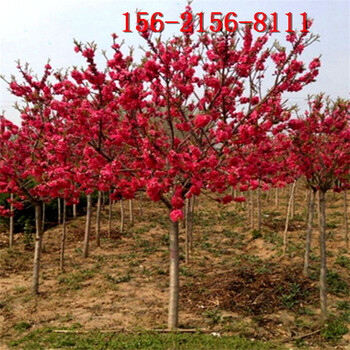 红叶碧桃8公分10公分15公分18公分红叶碧桃树