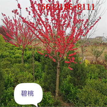 低分枝红叶碧桃8公分10公分15公分红叶碧桃树
