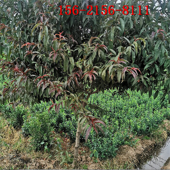 現場(chǎng)起苗-品種10公分15公分紅葉碧桃