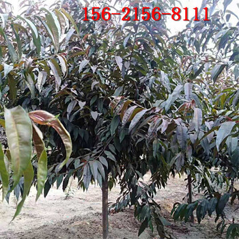 現場(chǎng)起苗-品種10公分15公分紅葉碧桃