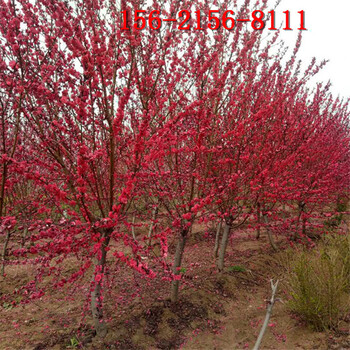 8公分紅葉碧桃菊花碧桃10-15公分龍柱碧桃