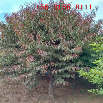 紅葉碧桃價格低,5公分8公分10公分紅葉碧桃