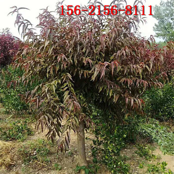 碧桃風(fēng)景綠化樹4-6公分紅葉碧桃行道點綴庭蔭綠化樹