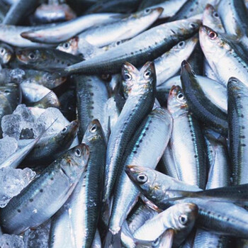 冷凍沙丁魚怎么進口？進口需要什么？怎么清關？