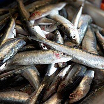 冷凍沙丁魚怎么進口？進口需要什么？怎么清關？