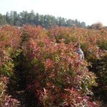 2公分木荷3公分木荷4公分木荷