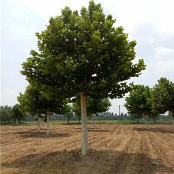 福建13公分法桐價(jià)格法桐種植技術(shù)