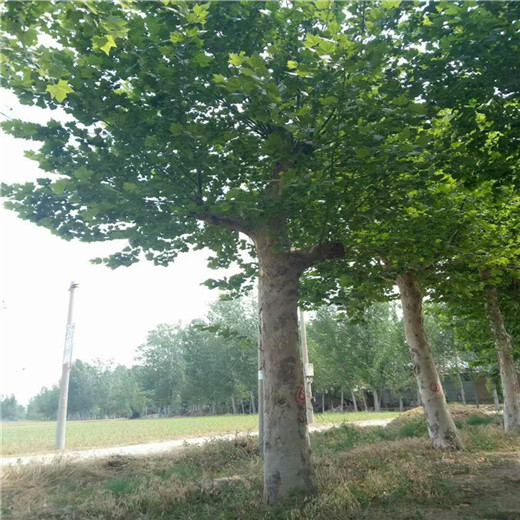 山西11公分法桐價格法國梧桐產(chǎn)地