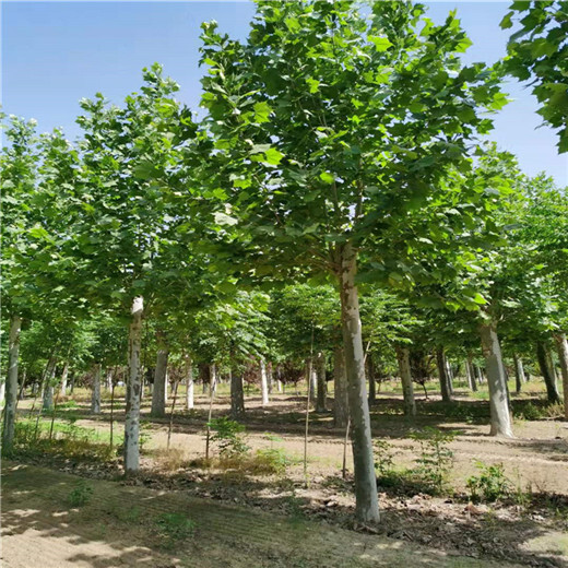 河北29公分法桐價(jià)格法桐種植技術(shù)