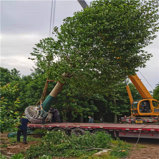 福建8公分法桐价格法桐种植技术