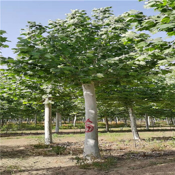 湖南60公分法桐價(jià)格法桐價(jià)格明細(xì)