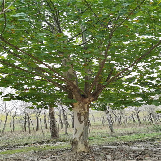 江苏21公分法桐价格法桐种植基地