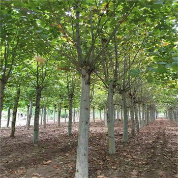 河南24公分法桐價(jià)格菏澤法桐價(jià)格