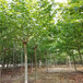 北京6公分法桐价格法桐种植基地