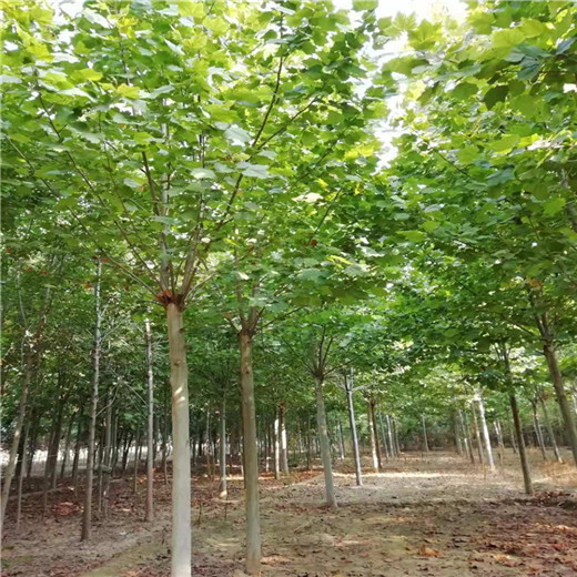 遼寧45公分法桐價(jià)格菏澤法桐價(jià)格