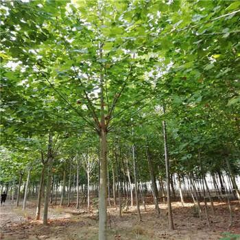 福建13公分法桐價(jià)格法桐種植技術(shù)