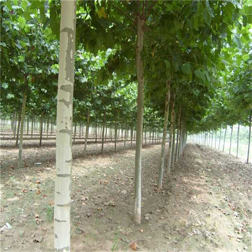 江苏14公分法桐价格法桐种植技术