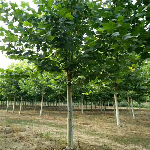 河北20公分法桐價(jià)格基地供應(yīng)